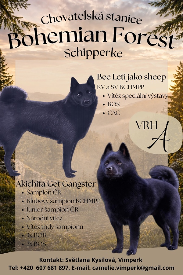 Bohemian Forest 1